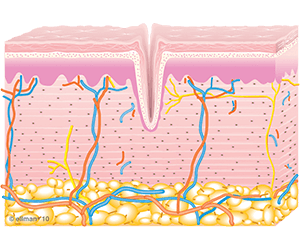 Collagen Synthesis Begins | TempSure